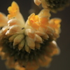 ミツマタの花と「カ」