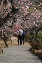 不老園（梅園）2