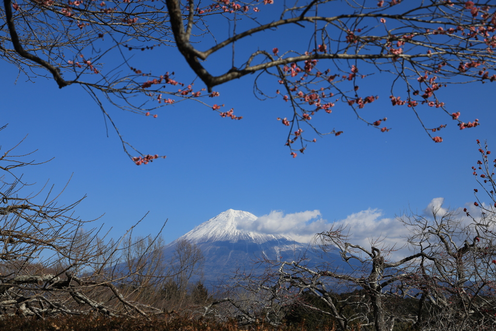 岩本山公園