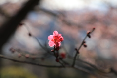 梅一輪
