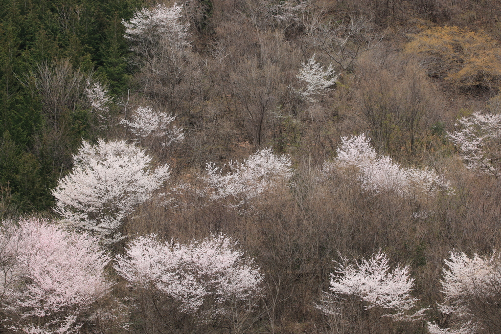 山桜