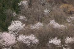 山桜