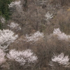 山桜