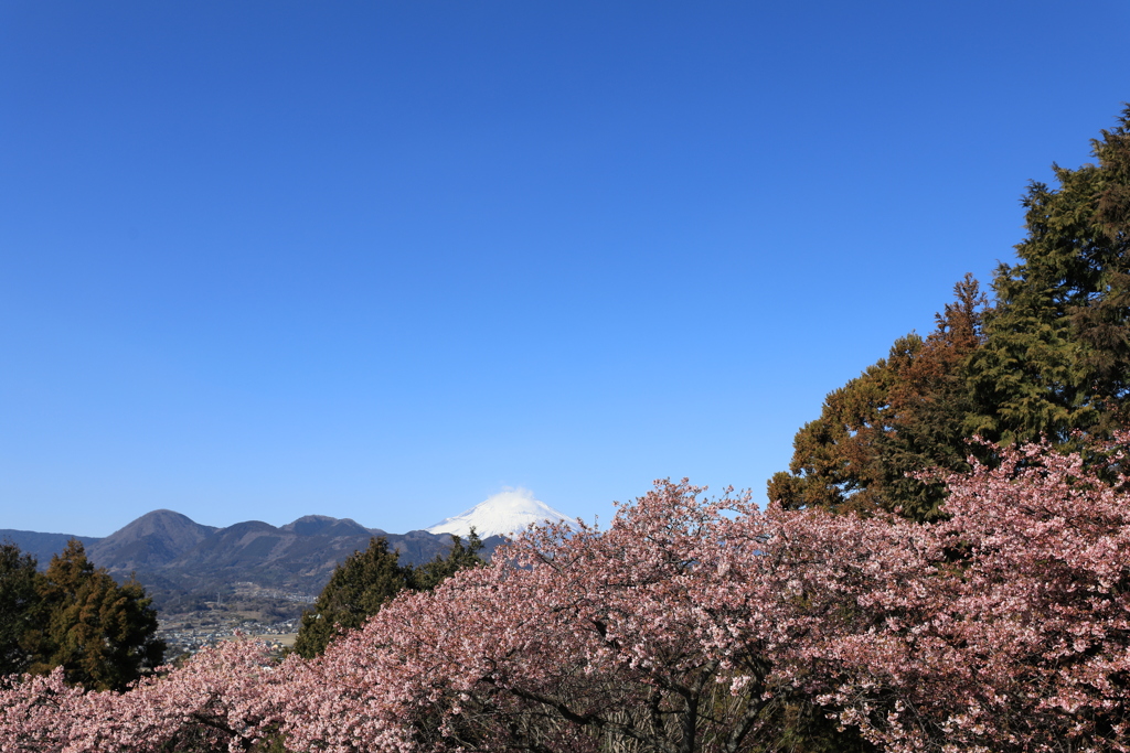 富士と河津桜（スギ花粉も）