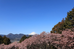 富士と河津桜（スギ花粉も）