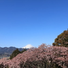 富士と河津桜（スギ花粉も）