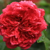 真紅の秋薔薇