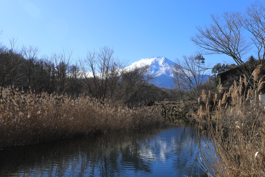 忍野の富士