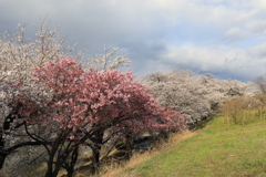 桜並木