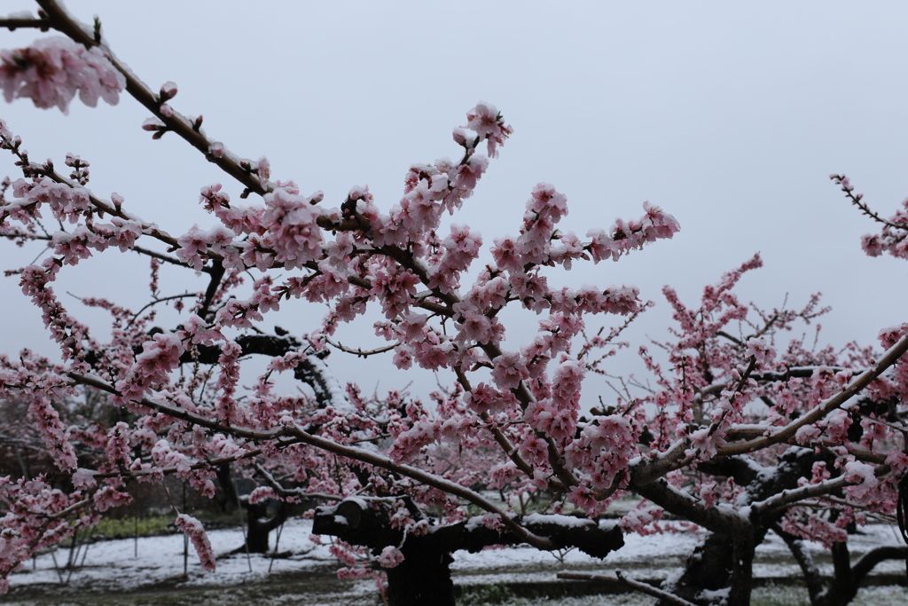 春の雪（桃の花）