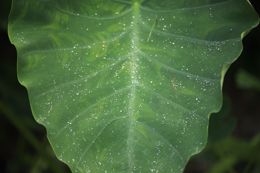 芋の露・・・（おまけ・スルーで）