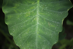 芋の露・・・（おまけ・スルーで）