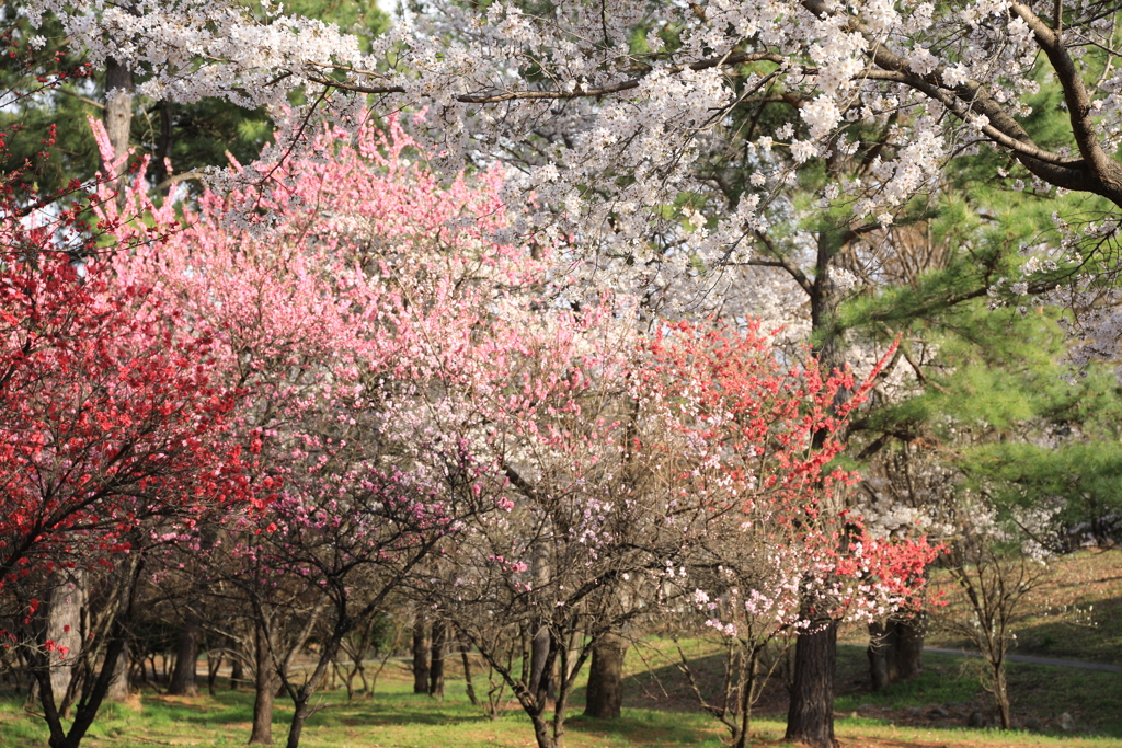 近所の公園：2