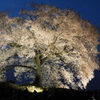 わに塚の桜（ライトアップ）・1