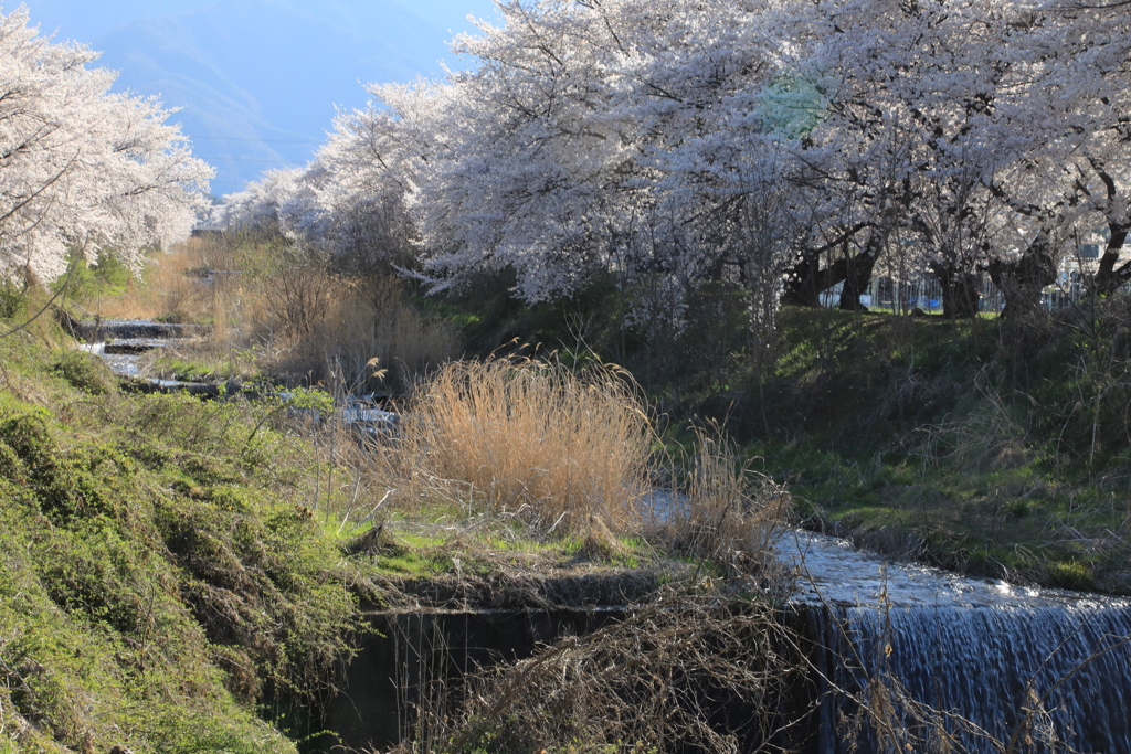 黒沢川・3