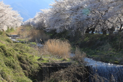 黒沢川・3