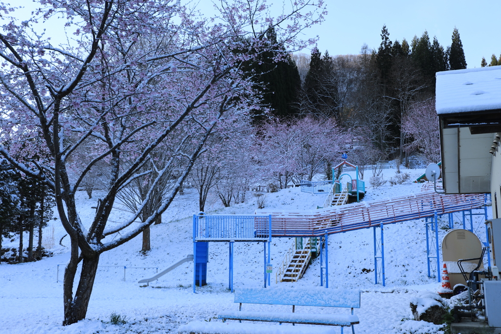 桜隠し「春雪」