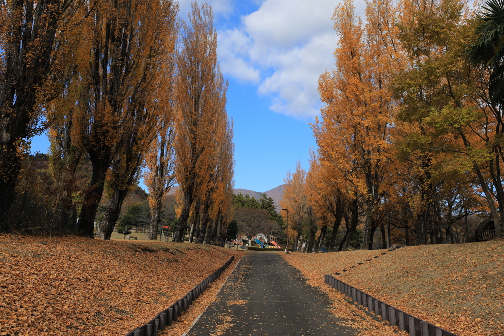 晩秋の公園