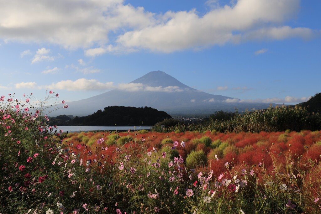 コキア・富士・秋桜