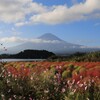 コキア・富士・秋桜