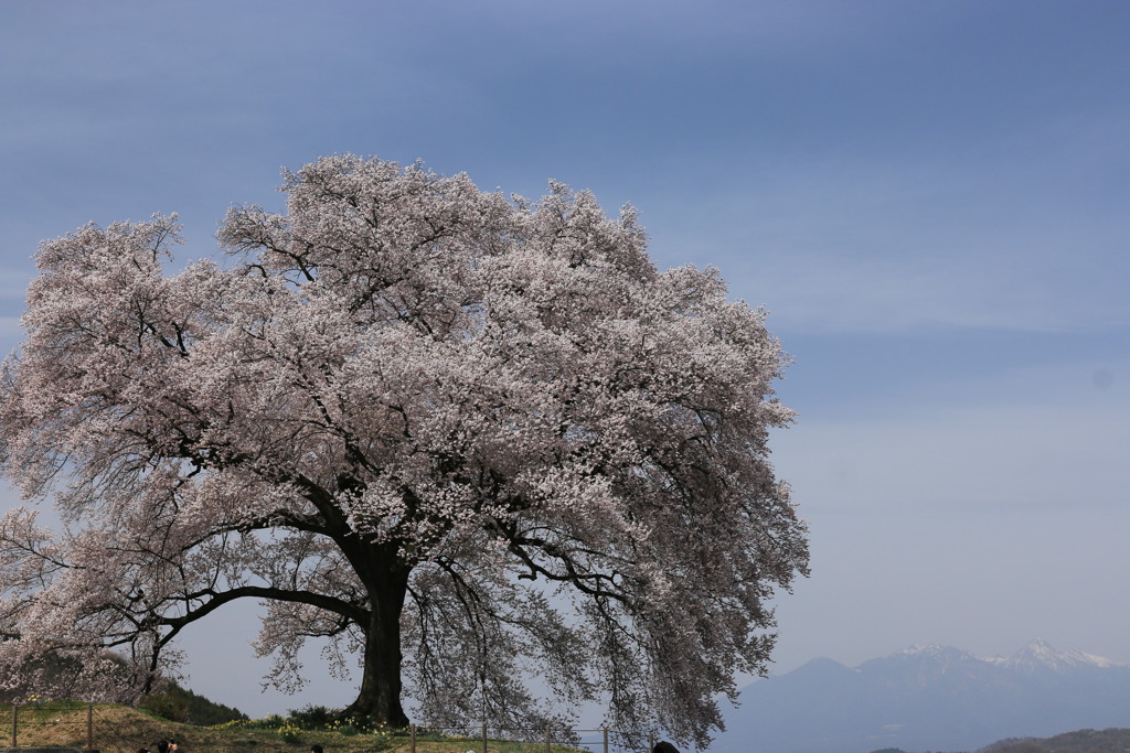 わに塚の桜・1