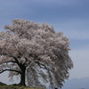 わに塚の桜・1