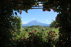 薔薇の園