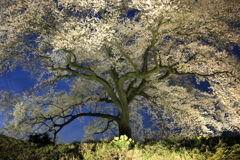 わに塚の桜（ライトアップ）