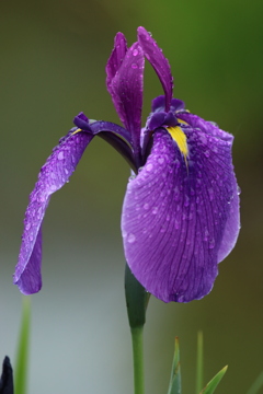 菖蒲