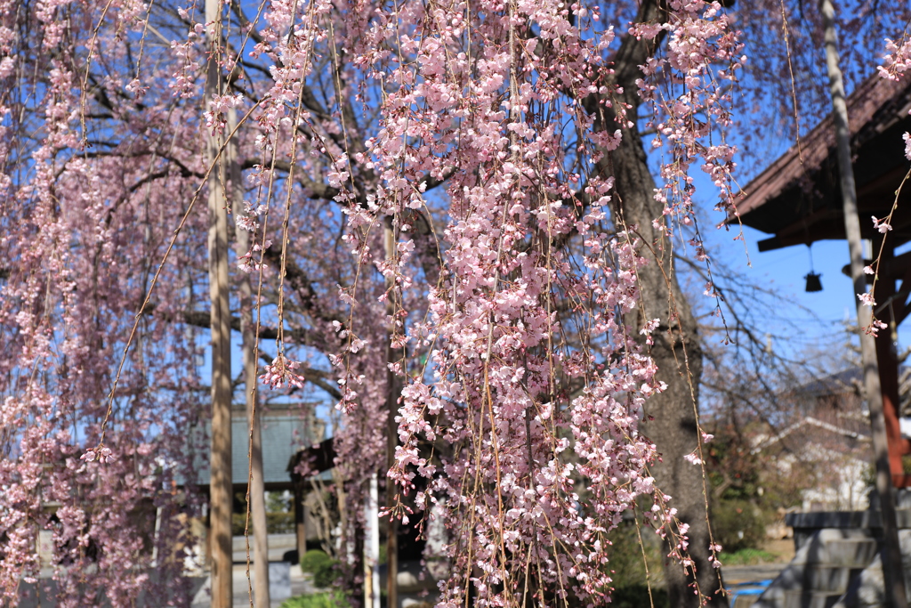枝垂れ桜