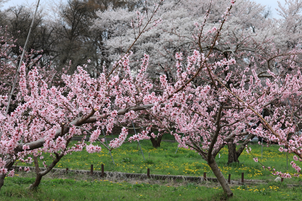 桃と桜″共演″