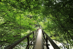 尾白川渓谷「吊り橋」