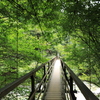 尾白川渓谷「吊り橋」