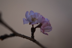 寒桜