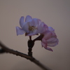 寒桜