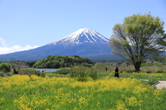 富士山