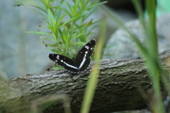 イチモンジチョウ