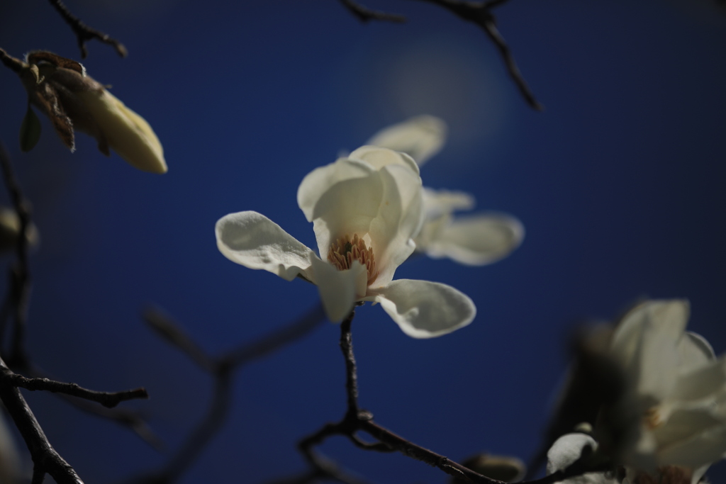 春の息吹（辛夷）