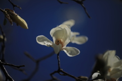 春の息吹（辛夷）