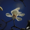 春の息吹（辛夷）