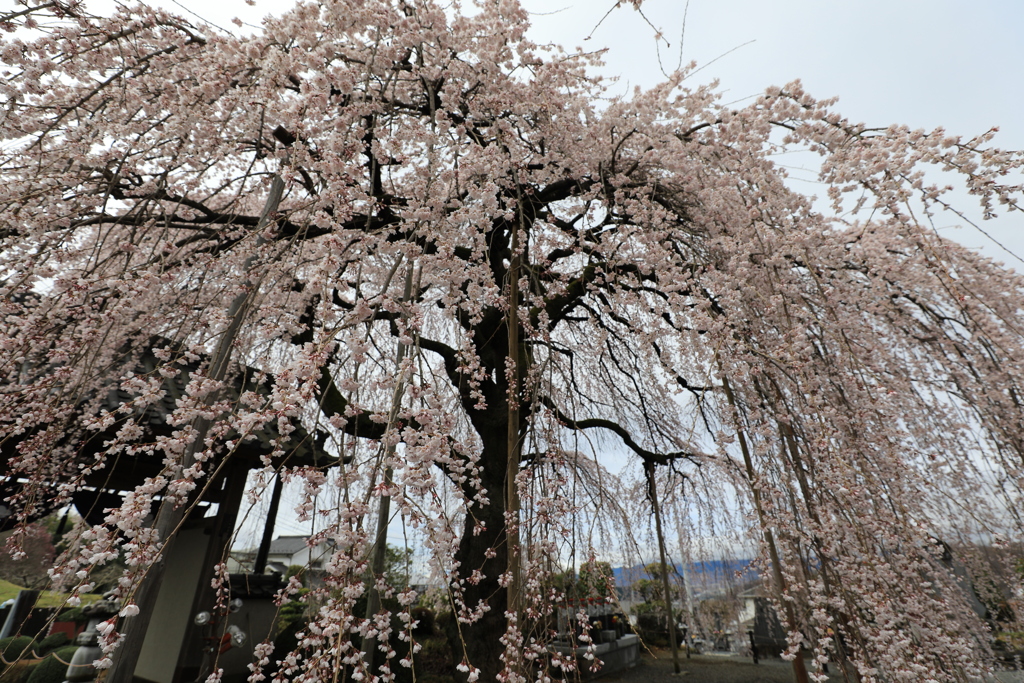 枝垂れ桜