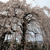 枝垂れ桜