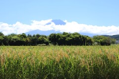 富士の米