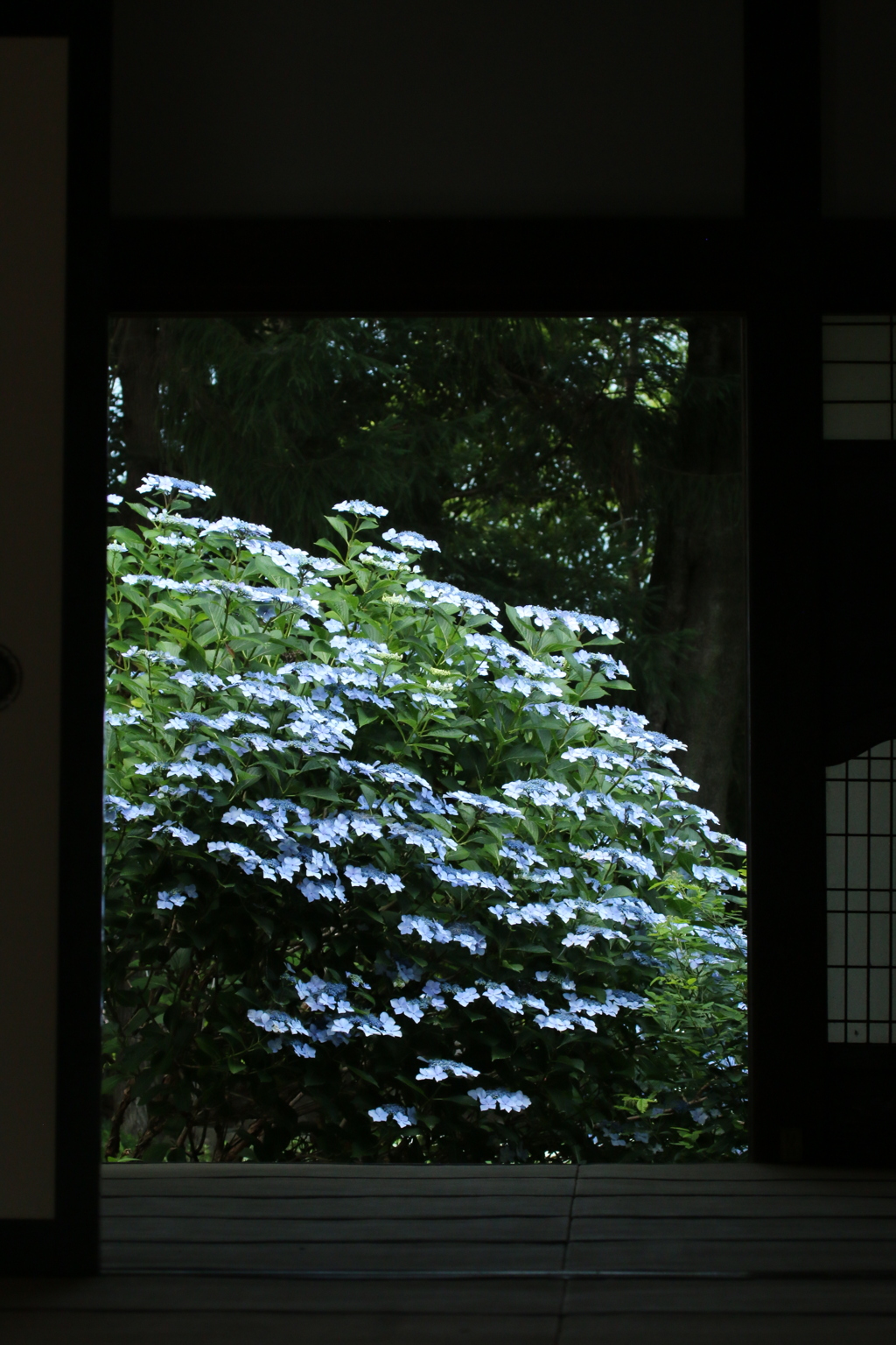 障子越しに花を