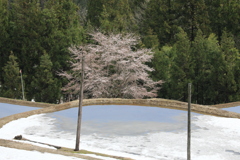雪中桜