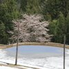 雪中桜