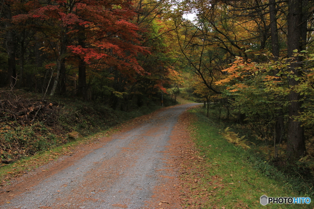 この道の奥にはもっと素晴らしい・・・・・・