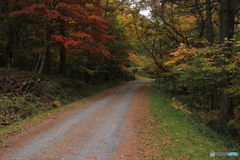 この道の奥にはもっと素晴らしい・・・・・・