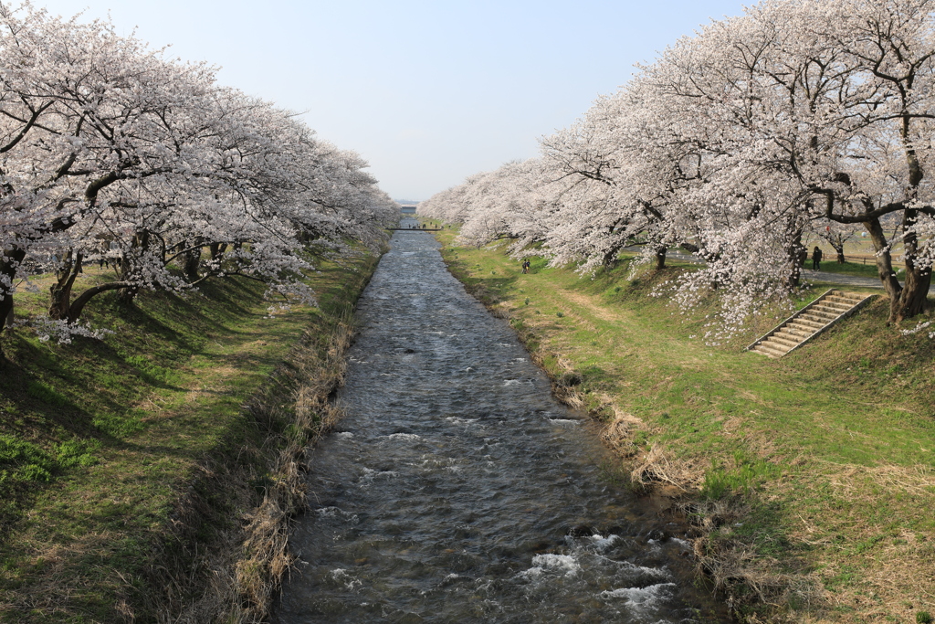 舟川べり桜