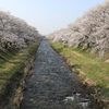 舟川べり桜